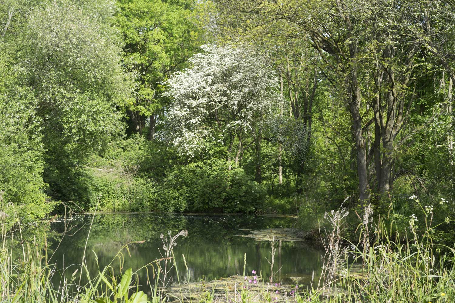 The-pond-in-the-wood