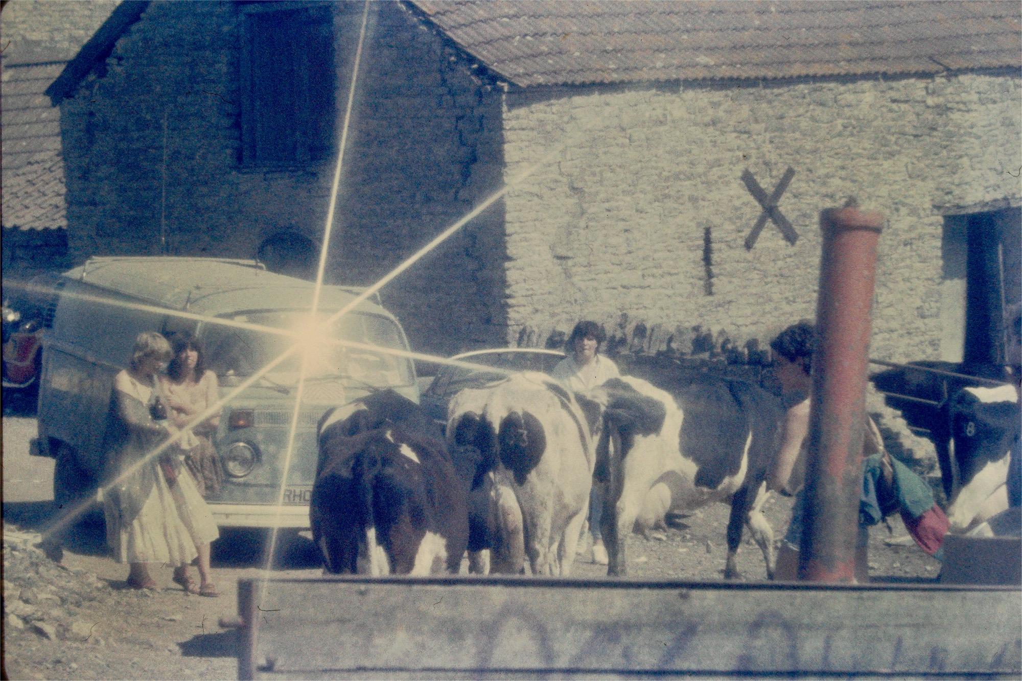 Slightly more cows by Kelly - tbeobingham@hotmail.com