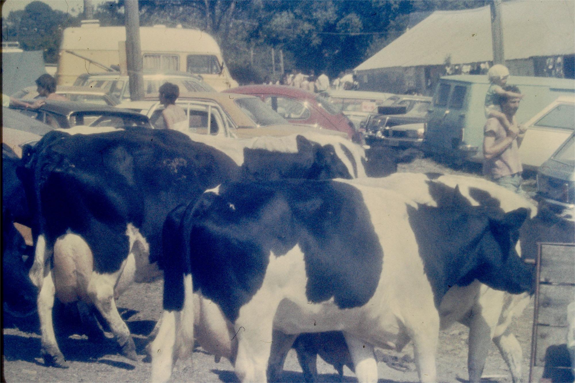 More cows by Kelly - tbeobingham@hotmail.com