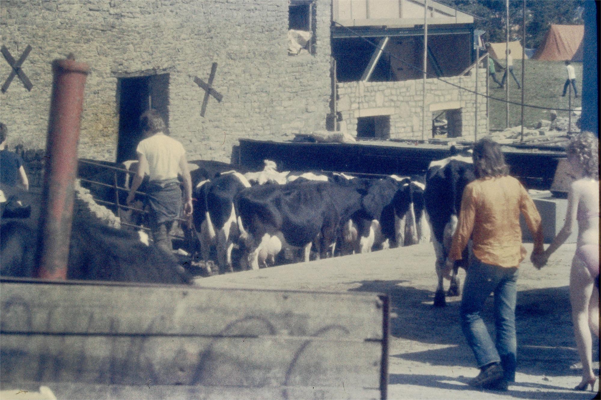 Cows by Kelly - tbeobingham@hotmail.com